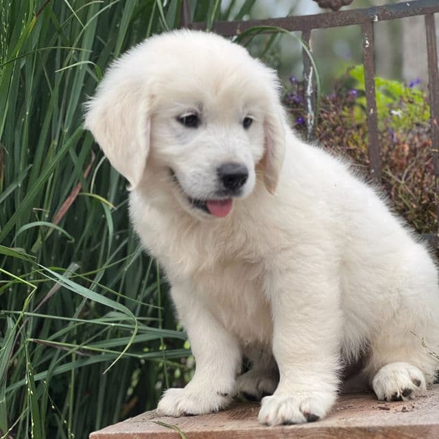 Spencer - Golden Retriever Male