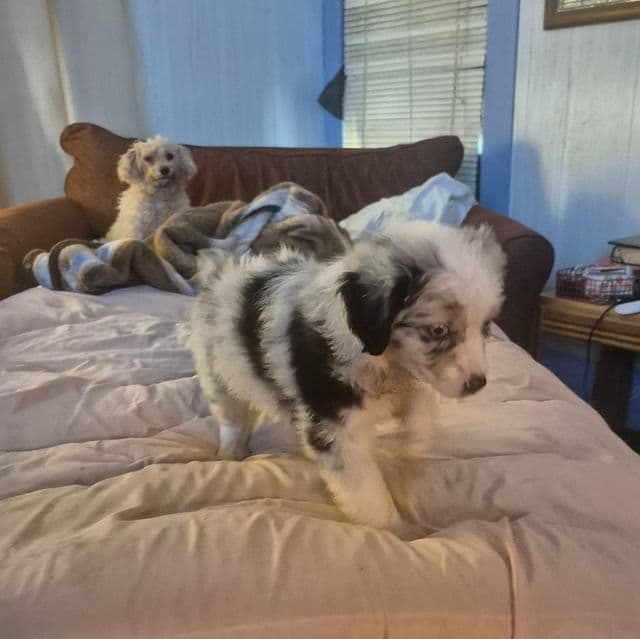 Mindy - Miniature American Shepherd (Mini Aussie) Female
