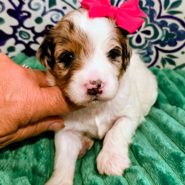 Maya- mini - Bernedoodle Female