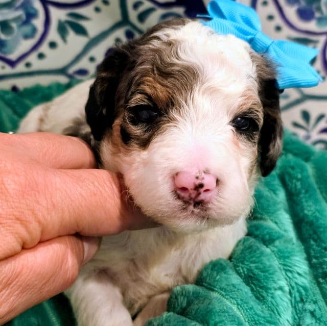Bailey- mini - Bernedoodle Female