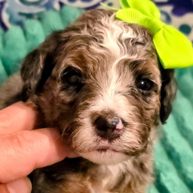 Lainey- mini - Bernedoodle Female