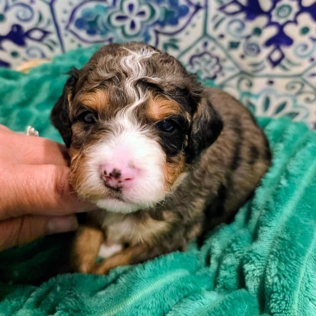 Starr- mini - Bernedoodle Male