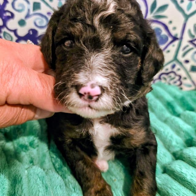 Jordan- mini - Bernedoodle Male
