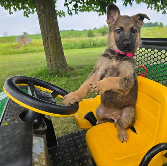 Hannah - German Shepherd Dog Female