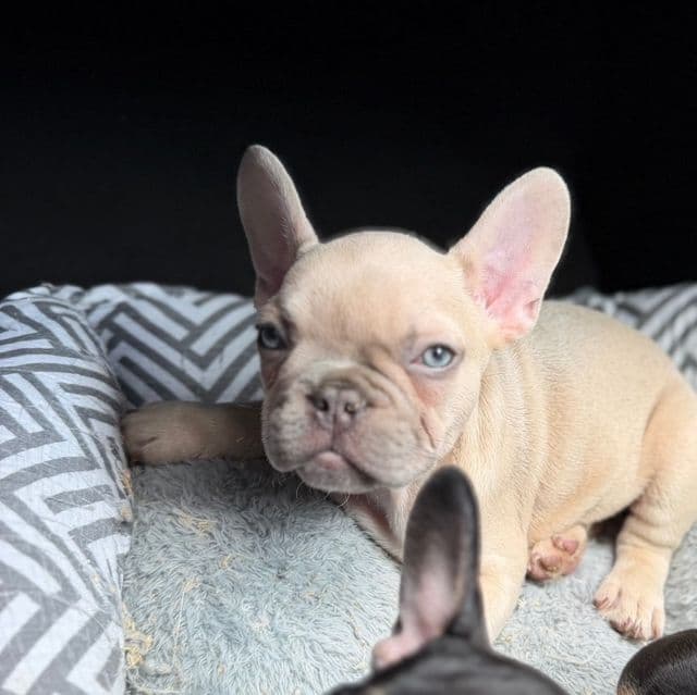 Manly - French Bulldog Male