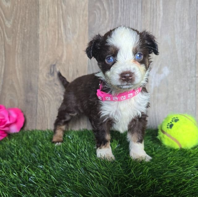 Chole - Miniature American Shepherd (Mini Aussie) Female