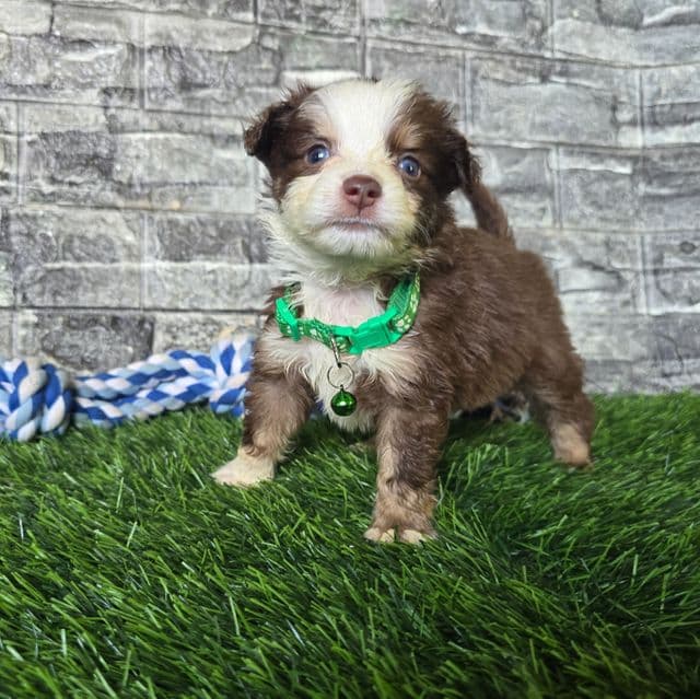 Charlie  - Miniature American Shepherd (Mini Aussie) Male