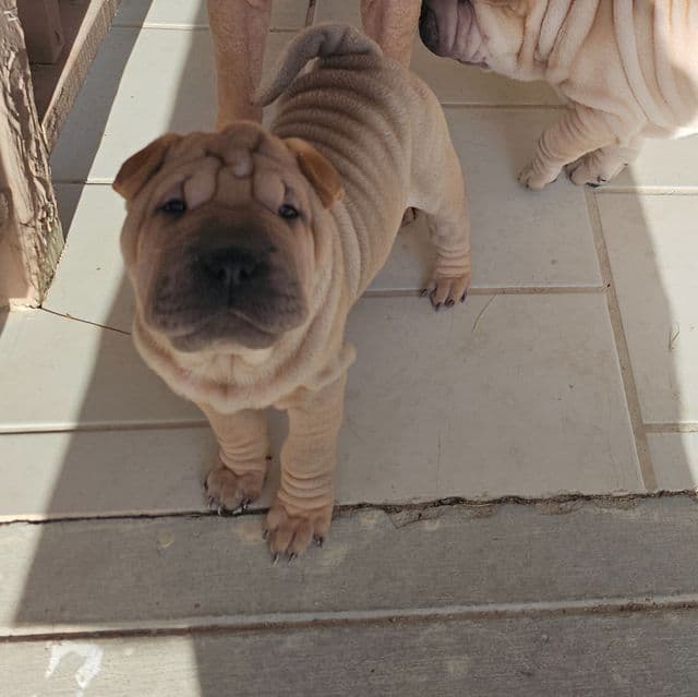 Spaghetti - Chinese Shar-Pei Female