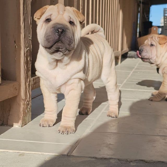 Ravioli - Chinese Shar-Pei Female