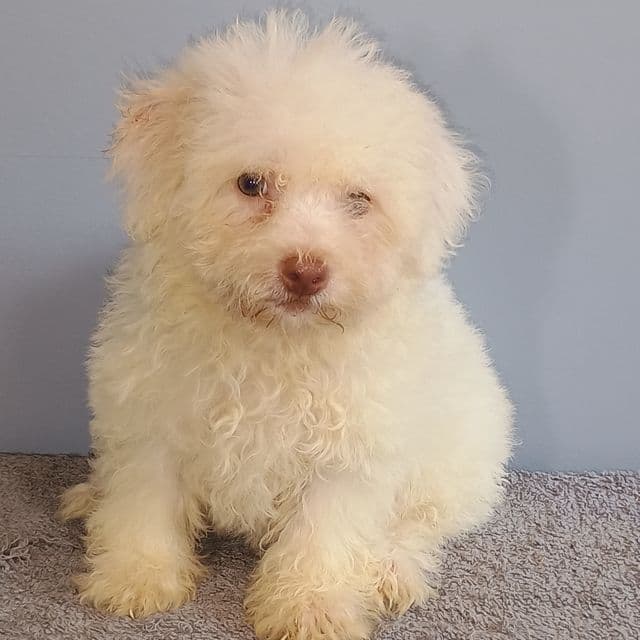 Bixby - Bichon Frise Male