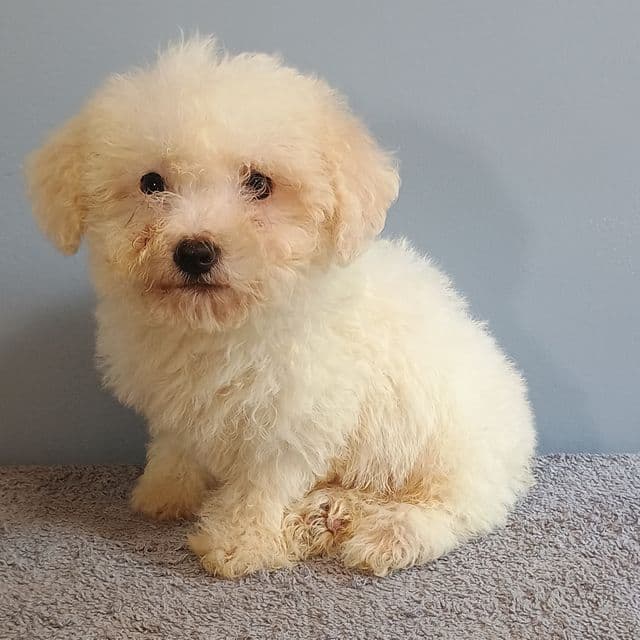 Benny - Bichon Frise Male