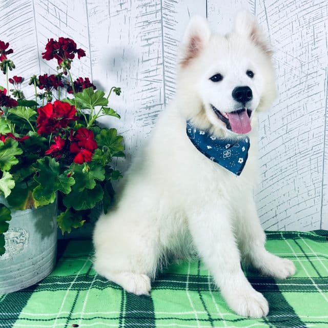 Sunny - Samoyed Male