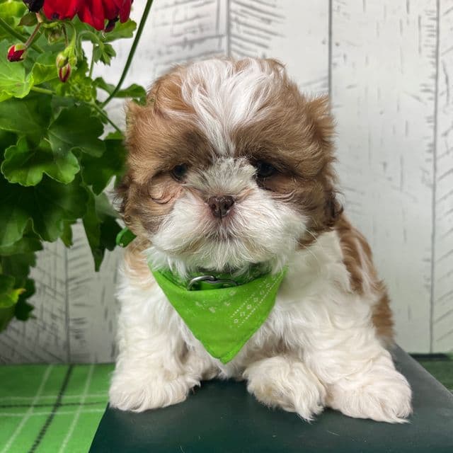 Nugget - Shih Tzu Male