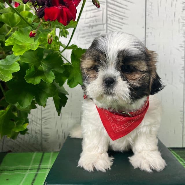 Alfie - Shih Tzu Male