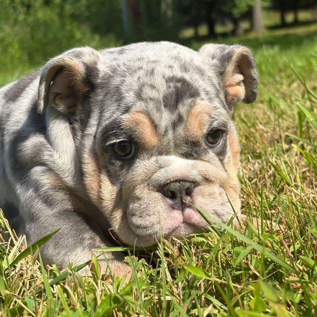 Male - English Bulldog Male