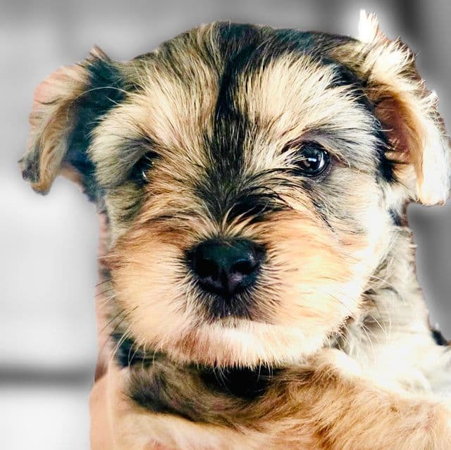 Angel - Yorkshire Terrier Female
