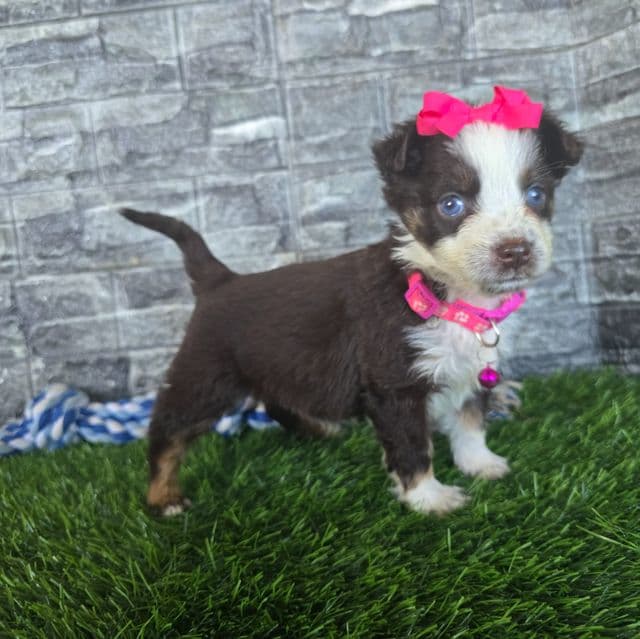 Chole - Miniature American Shepherd (Mini Aussie) Female