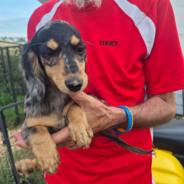 Echo silver dapple girl  - Dachshund Female