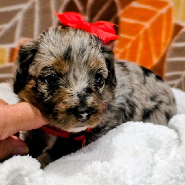 Reba- mini - Bernedoodle Female