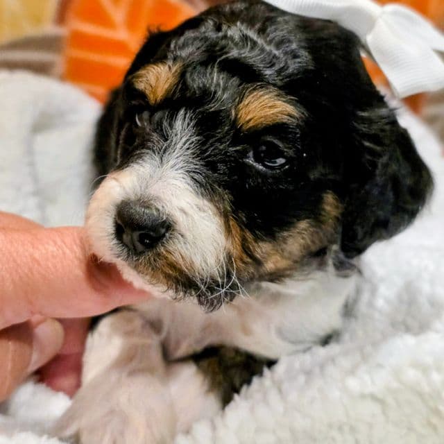 Dolly- mini - Bernedoodle Female