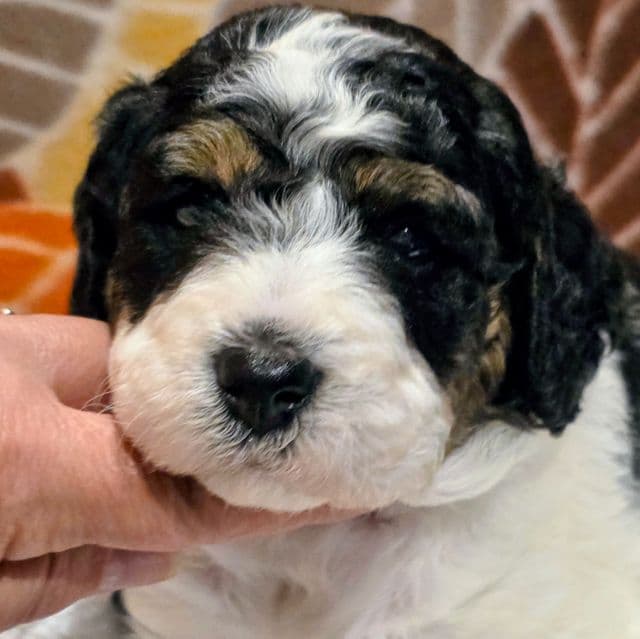 Toby- mini - Bernedoodle Male