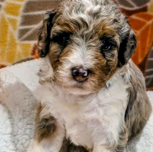George- mini - Bernedoodle Male