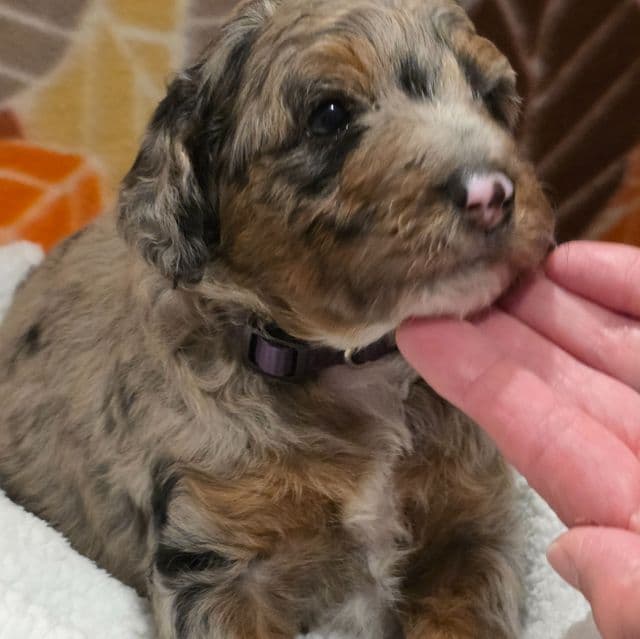 Hank- mini - Bernedoodle Male