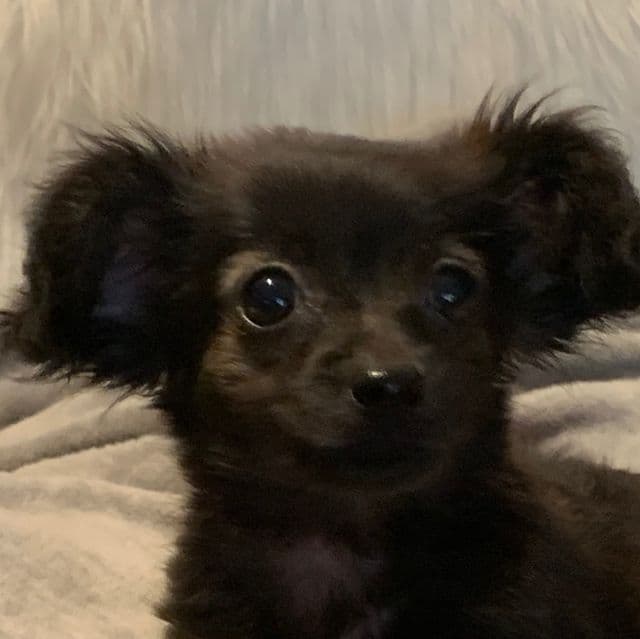 Toy size Beau~! - Chiweenie Male