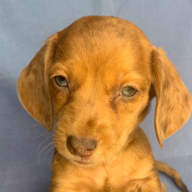 Fun Lil’ Chucky~!!! - Dachshund Male