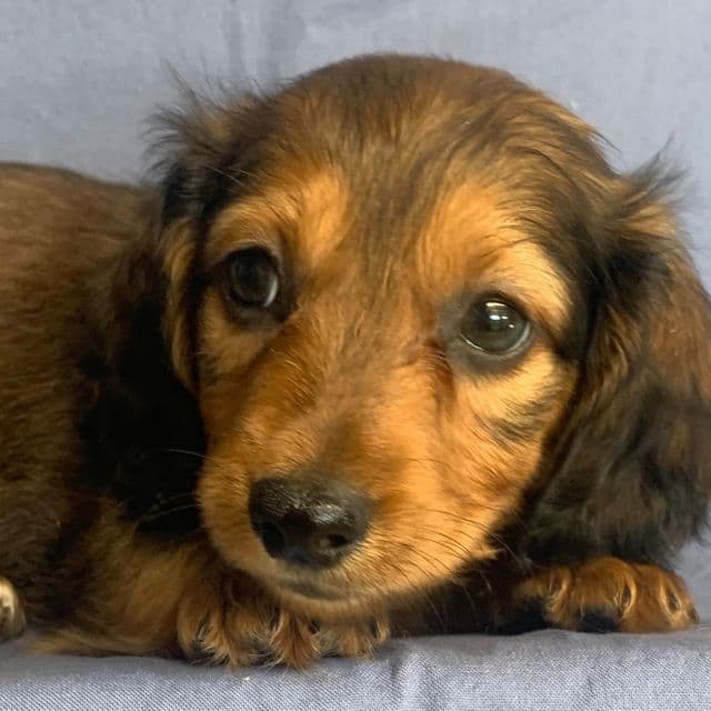 Super Sweet Charlie~!!! - Dachshund Male