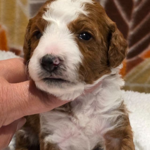 Lambeau-mini - Goldendoodle Male