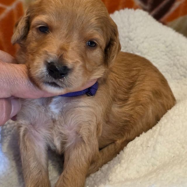 Xavier-mini - Goldendoodle Male