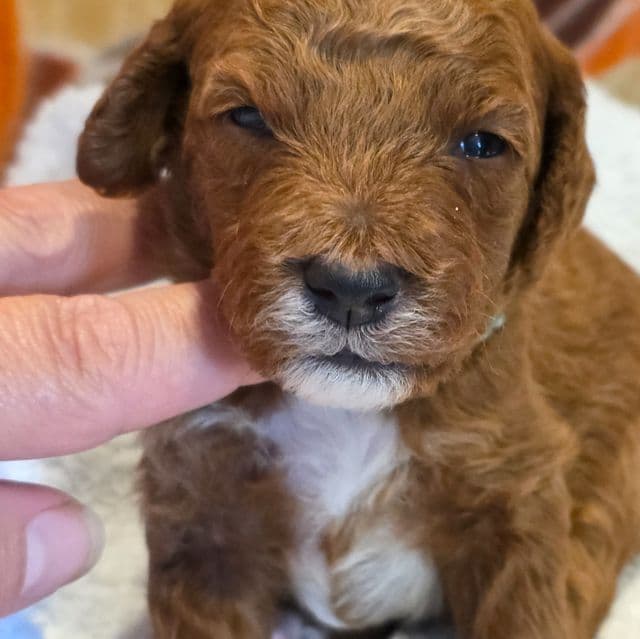 Javon-mini - Goldendoodle Male