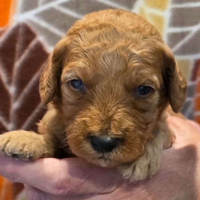 Zaire- mini - Goldendoodle Male