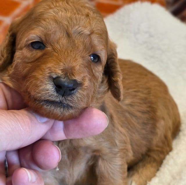 Micah- mini - Goldendoodle Male