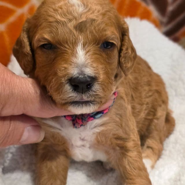 Tucker-mini - Goldendoodle Male