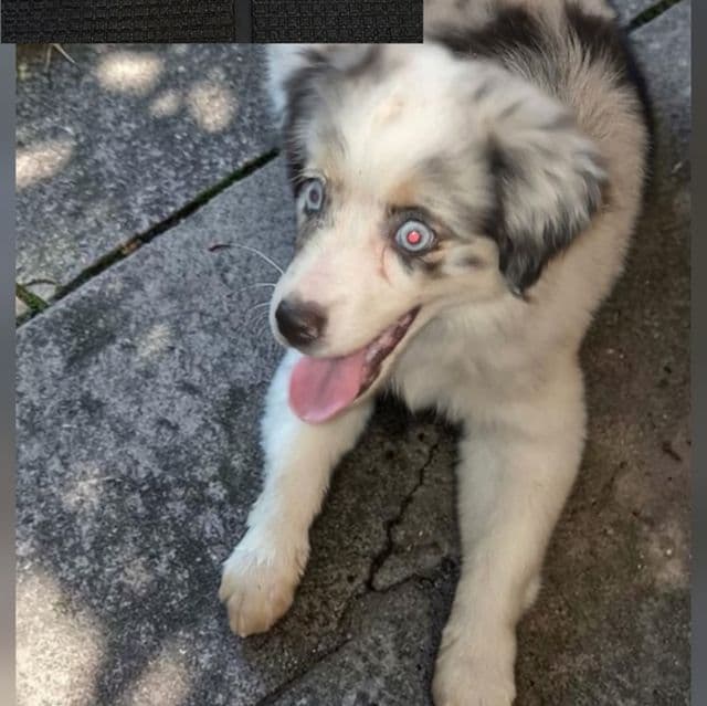Mindy - Miniature American Shepherd (Mini Aussie) Female