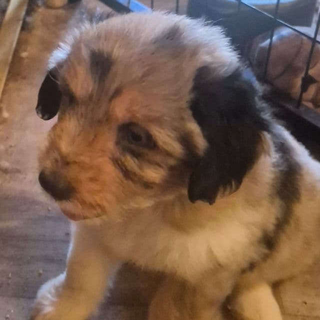 Glinda - Aussiedoodle Female