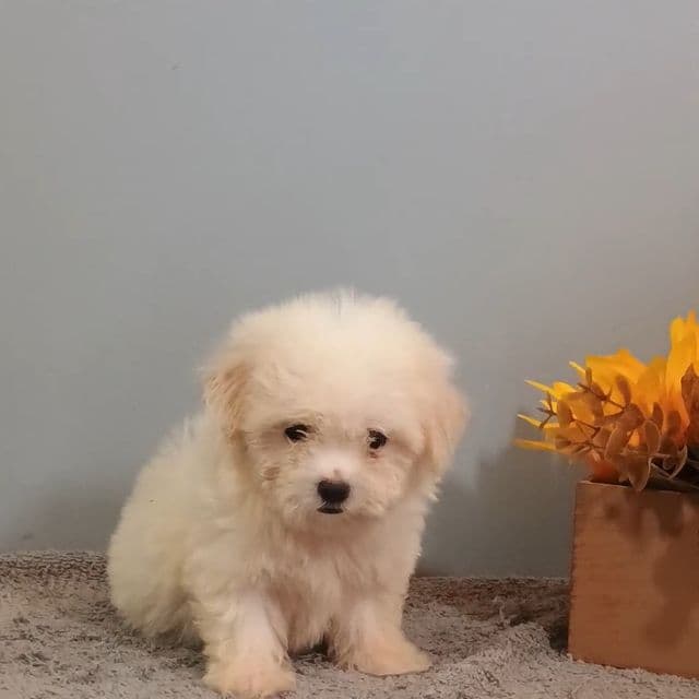 Harley - Maltese Female
