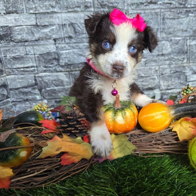 Chole - Miniature American Shepherd (Mini Aussie) Female