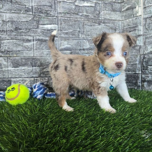 Charlie  - Miniature American Shepherd (Mini Aussie) Male