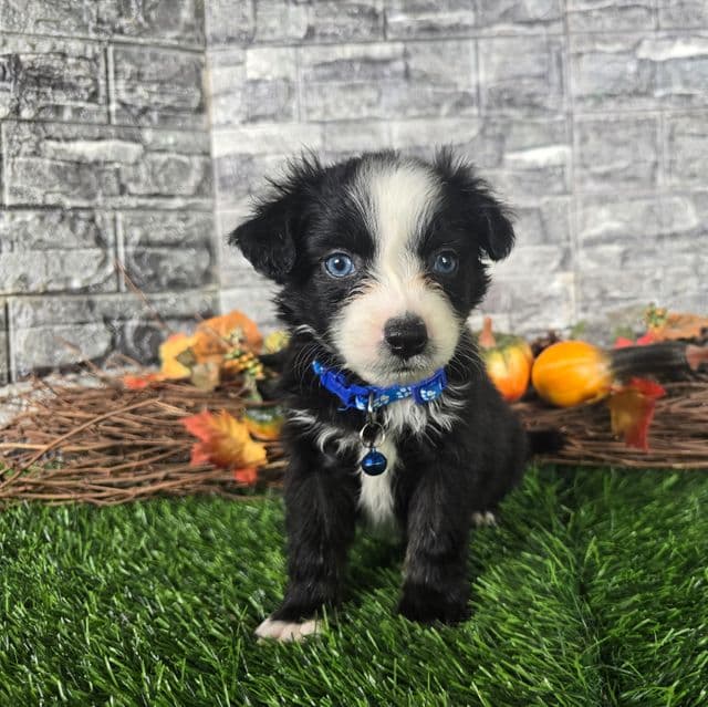 Cleo - Miniature American Shepherd (Mini Aussie) Male