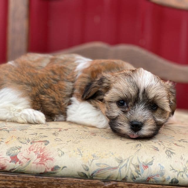 Sugar - Havanese Female