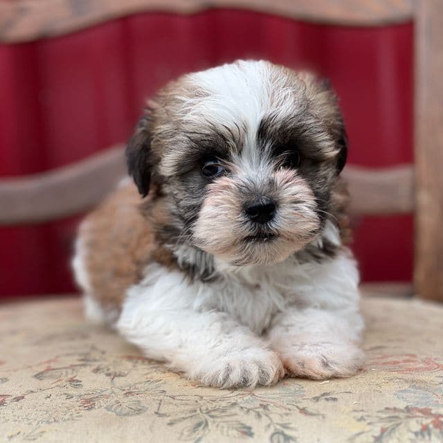 Snoopy - Havanese Male