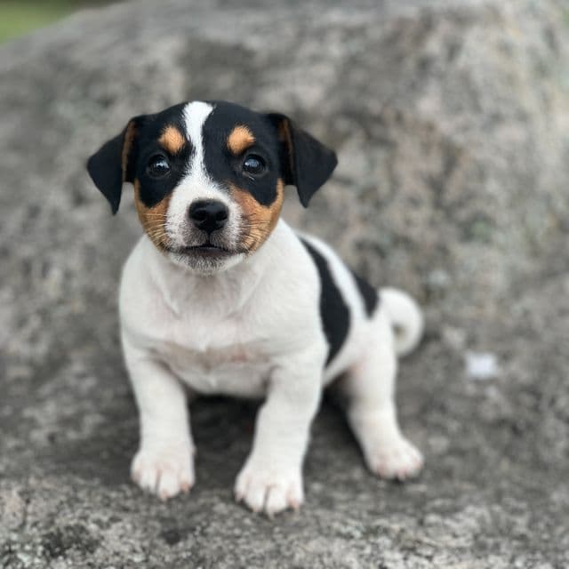 Albie - Jack Russell Terrier Male