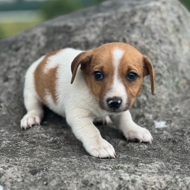 Almond - Jack Russell Terrier Male
