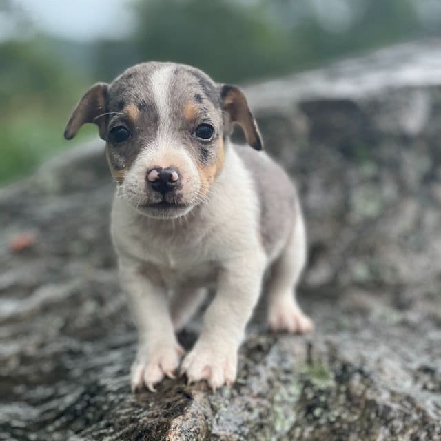 Ashton - Jack Russell Terrier Male
