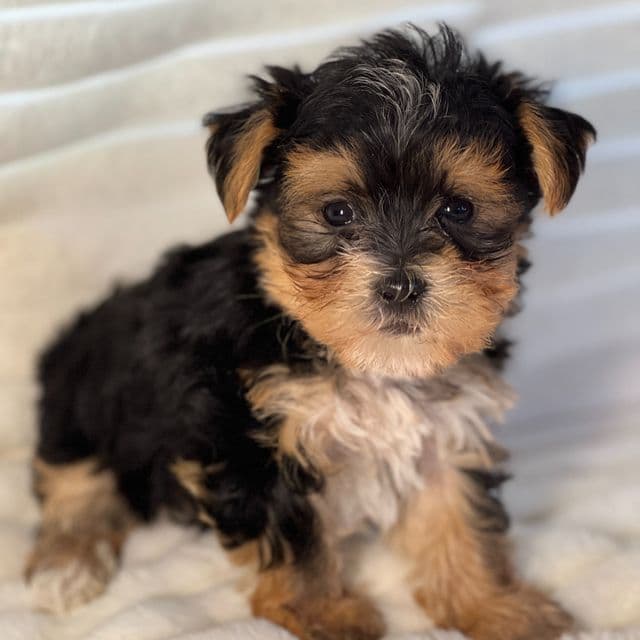 Lucas - Morkie Male