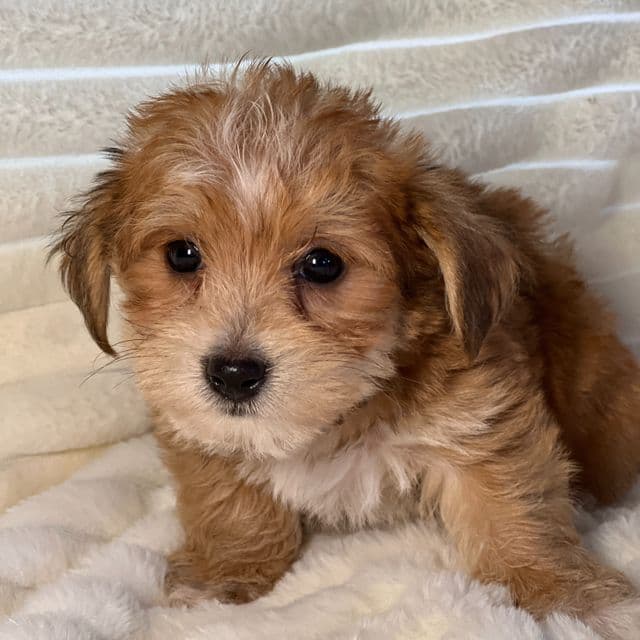 Leroy - Morkie Male