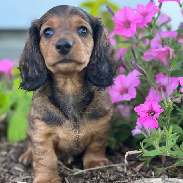 Dash - Dachshund Male